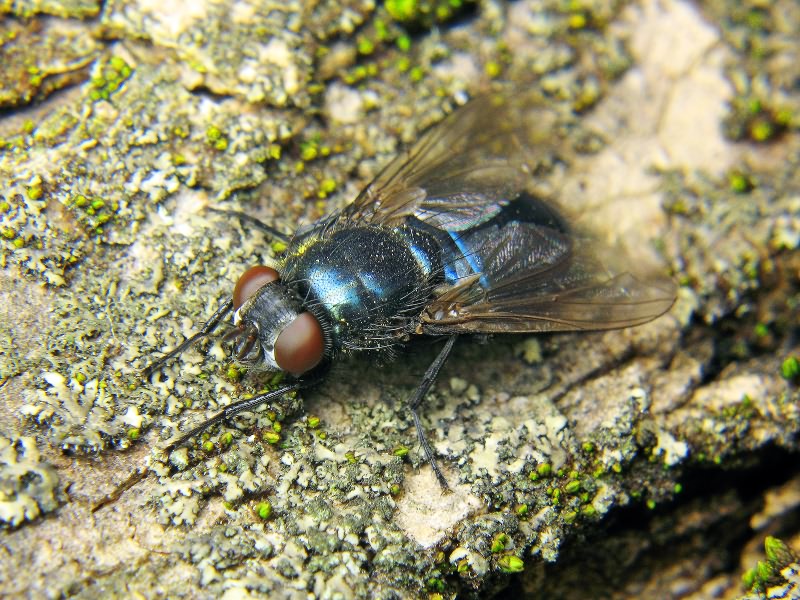 (?) Calliphoridae